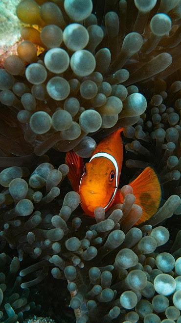 Underwater Image 6